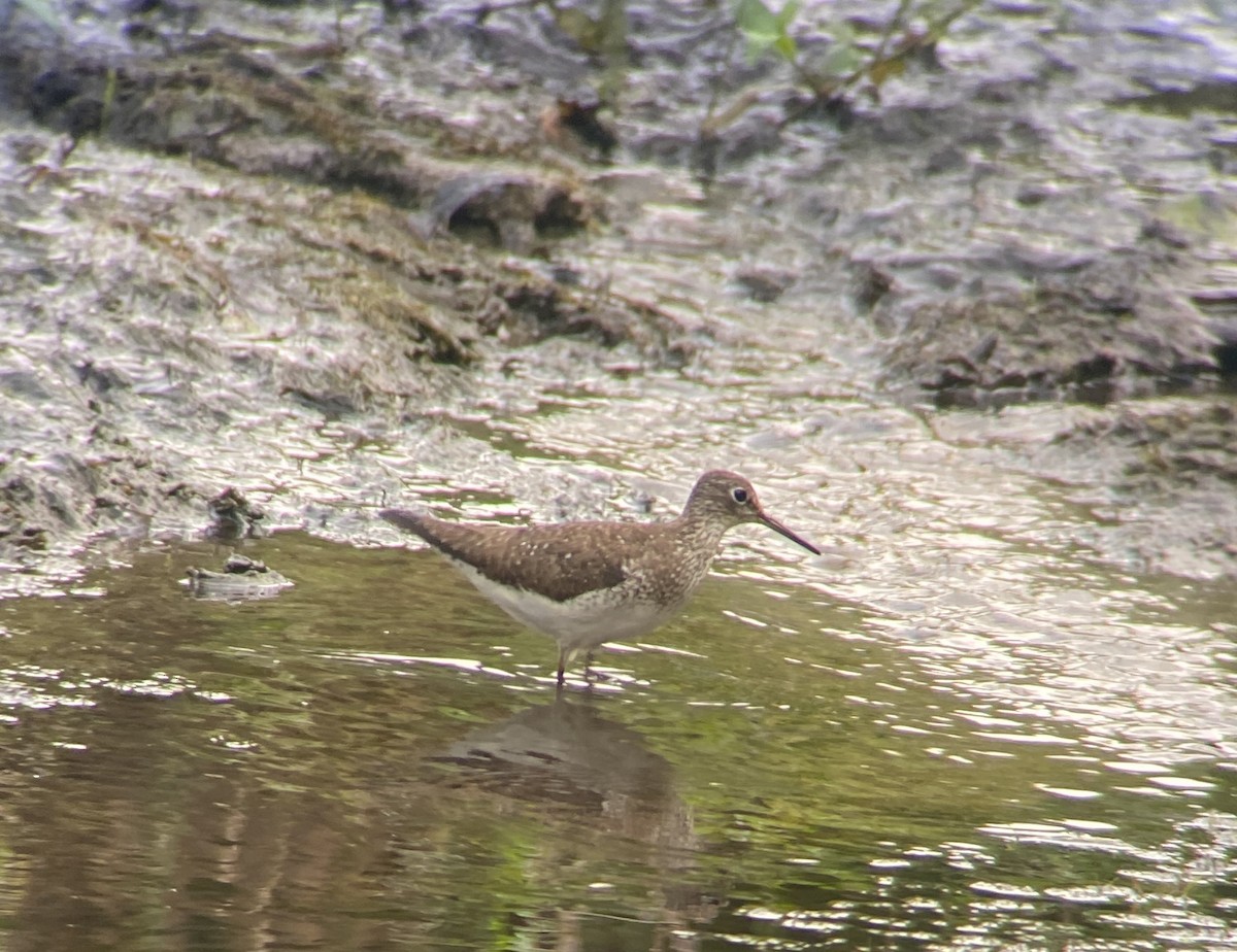 Solitary Sandpiper - ML622560213