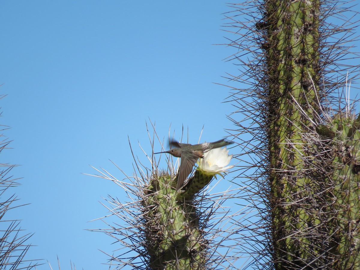 Giant Hummingbird - ML622560215