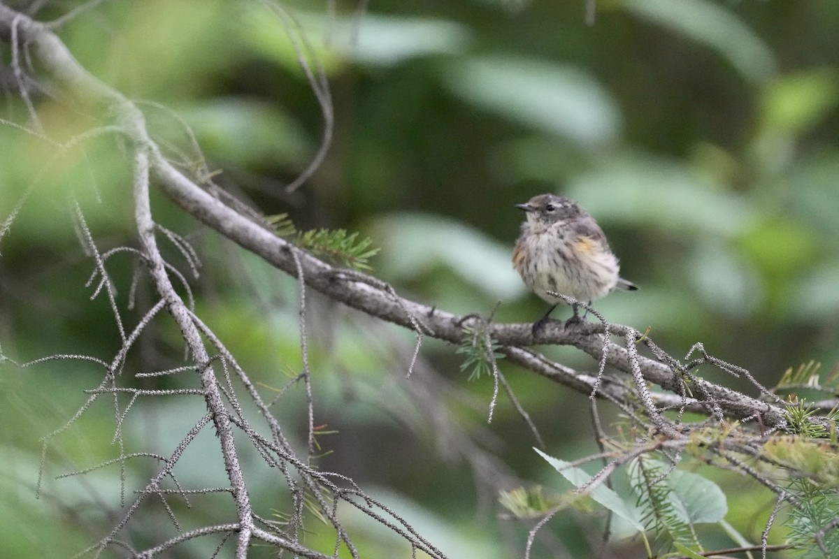 Yellow-rumped Warbler - ML622560233