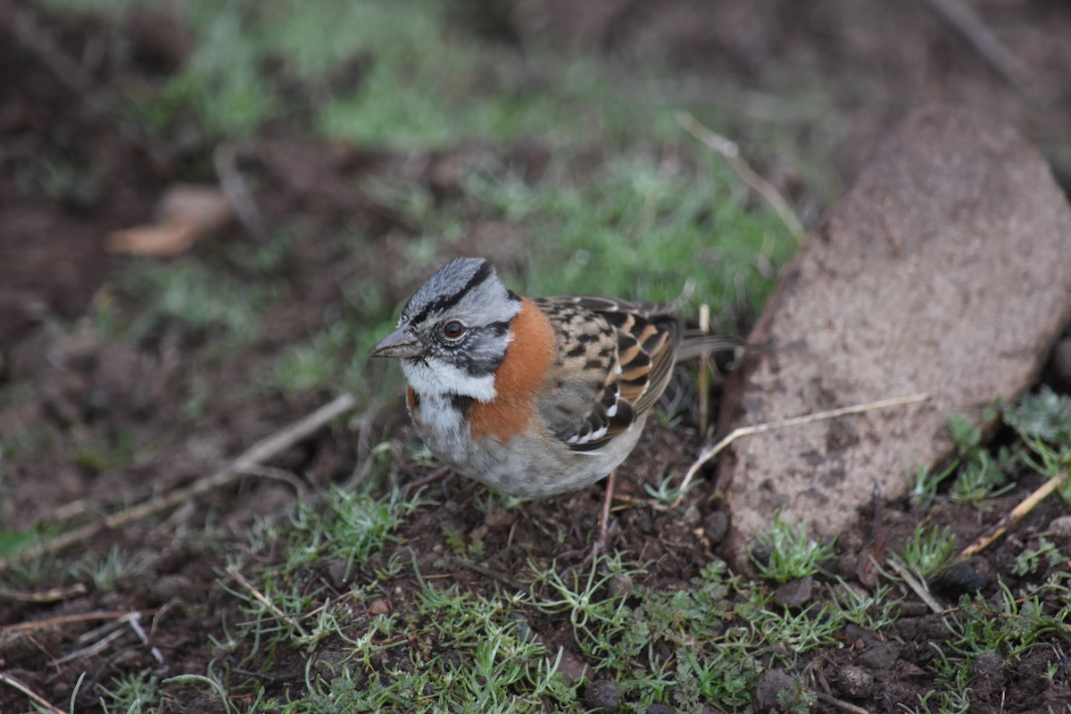 Rufous-collared Sparrow - ML622560294