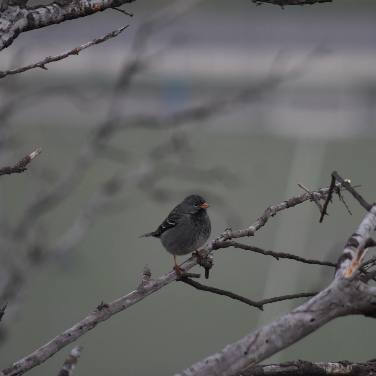 Mourning Sierra Finch - ML622560296