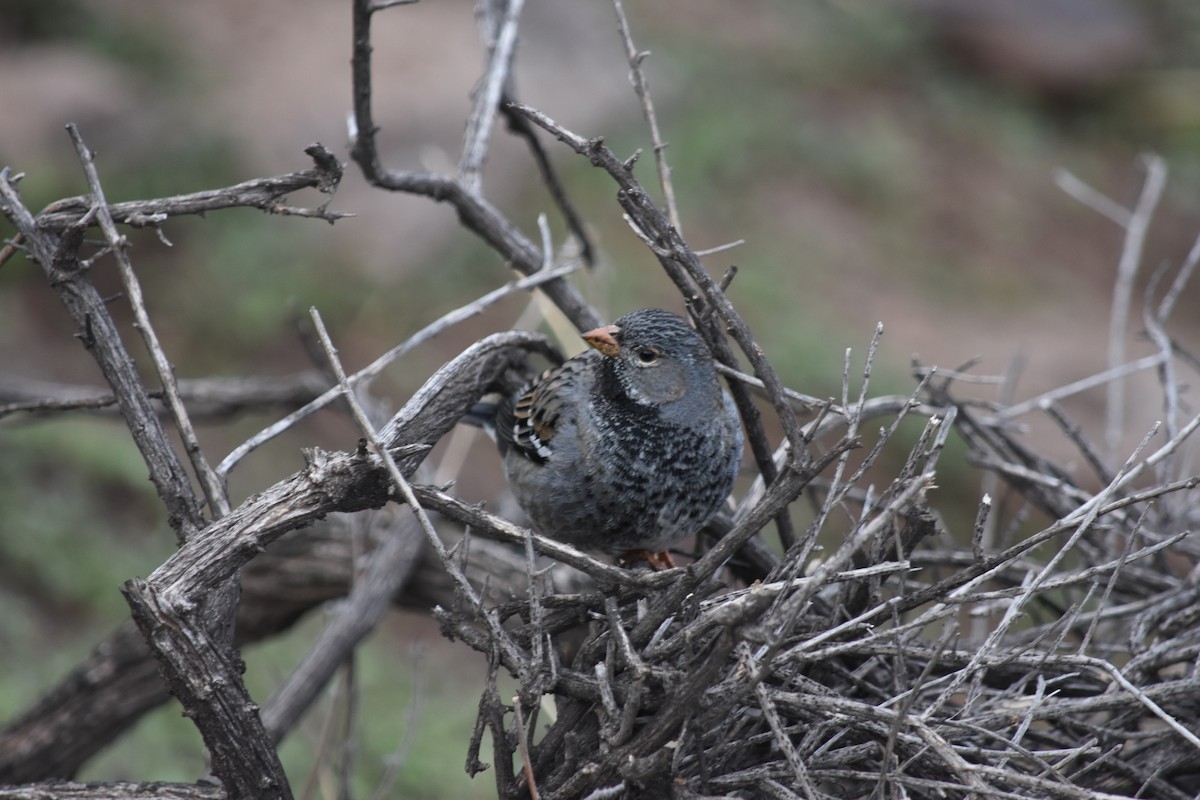 Mourning Sierra Finch - ML622560297