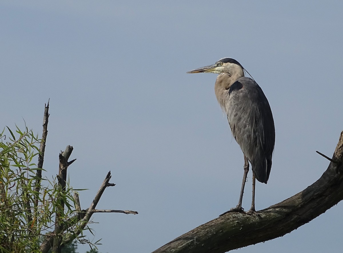 Garza Azulada - ML622560520