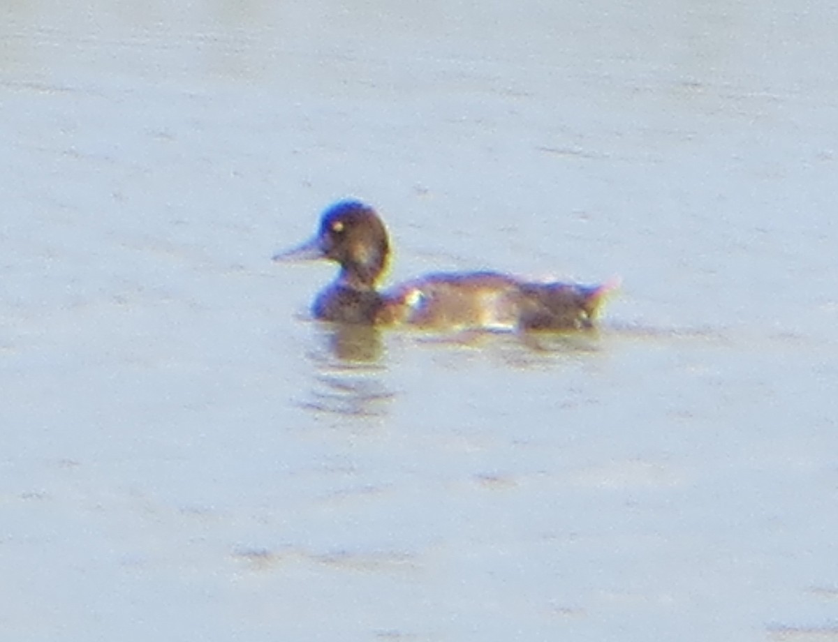 Lesser Scaup - ML622560527