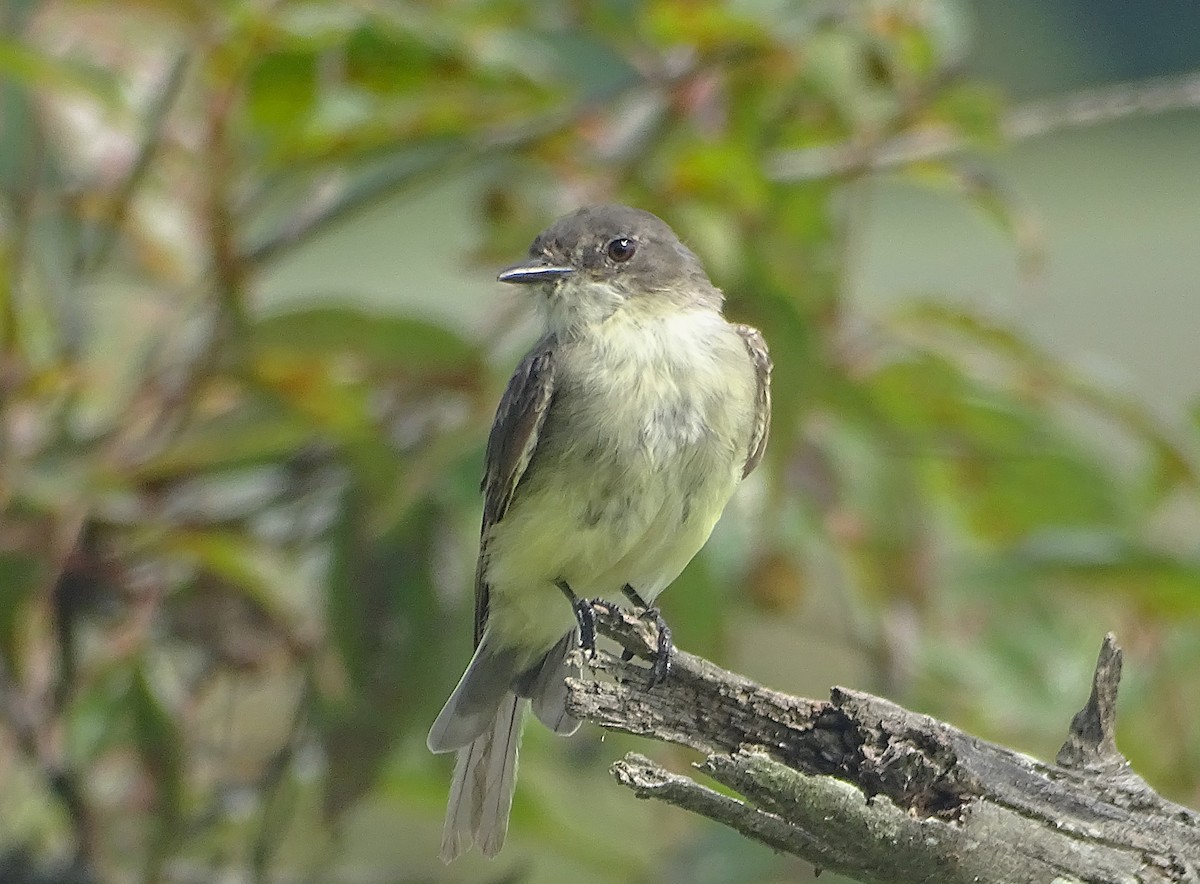 Eastern Phoebe - ML622560533