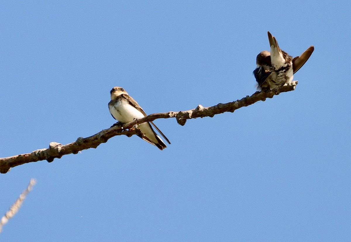 Bank Swallow - ML622560535