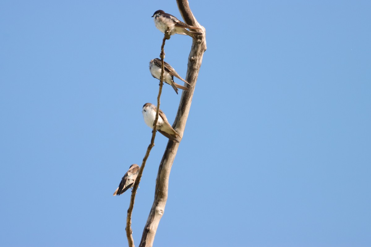 Bank Swallow - ML622560536