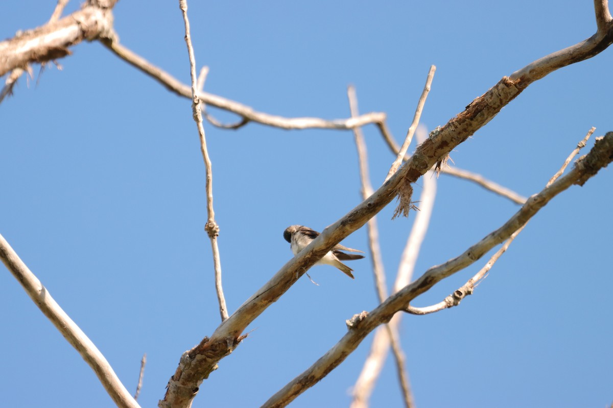 Bank Swallow - ML622560537