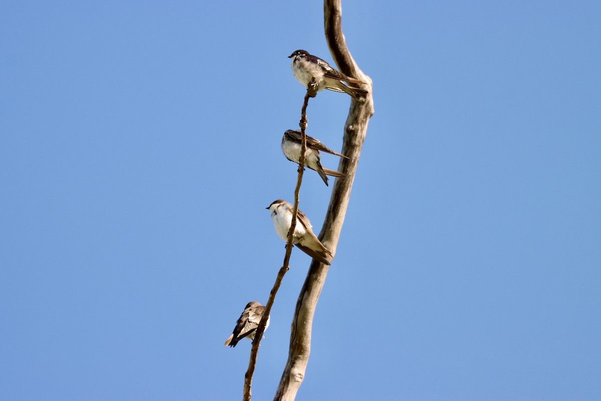 Bank Swallow - William Going