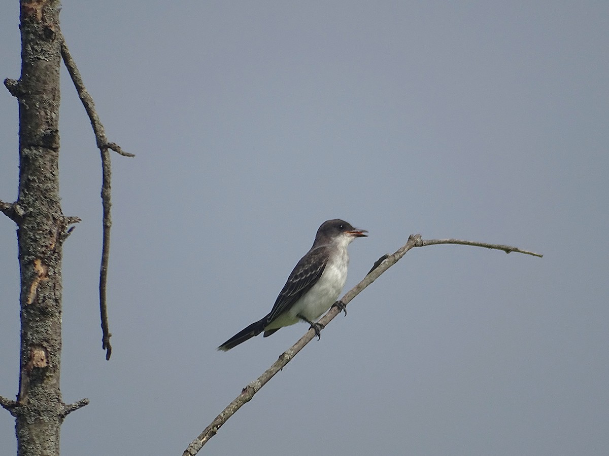 Eastern Kingbird - ML622560541