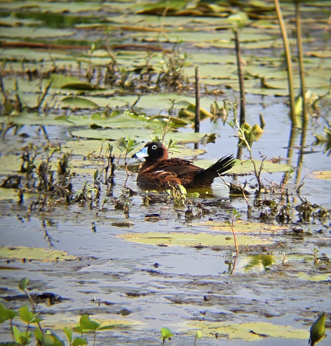 kachnice škrabošková - ML622560707