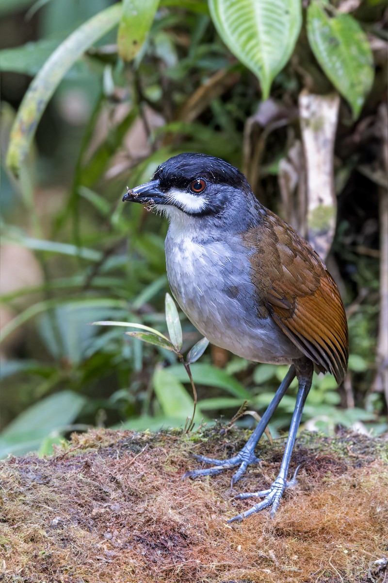 Jocotoco Antpitta - ML622560726