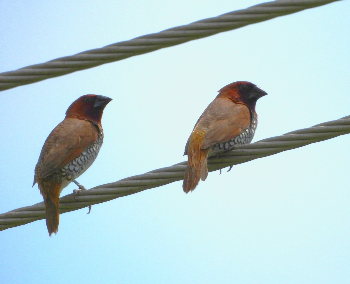 Scaly-breasted Munia - ML622560794