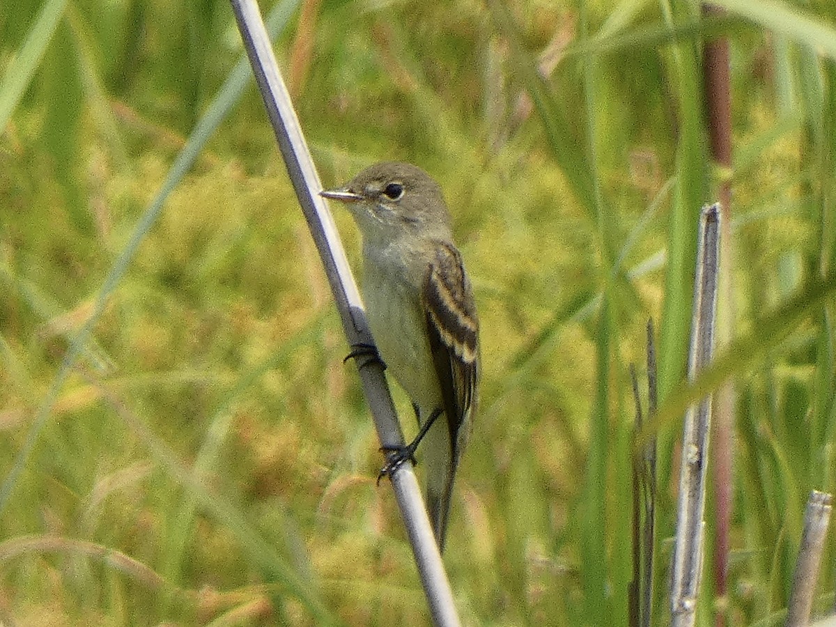 Willow Flycatcher - ML622560847