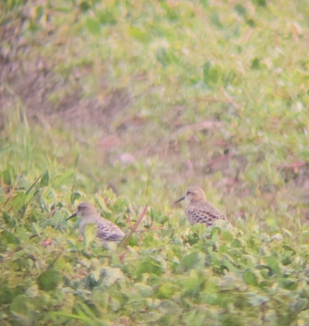 Baird's Sandpiper - ML622560919