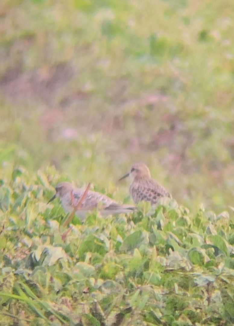 Baird's Sandpiper - ML622560921