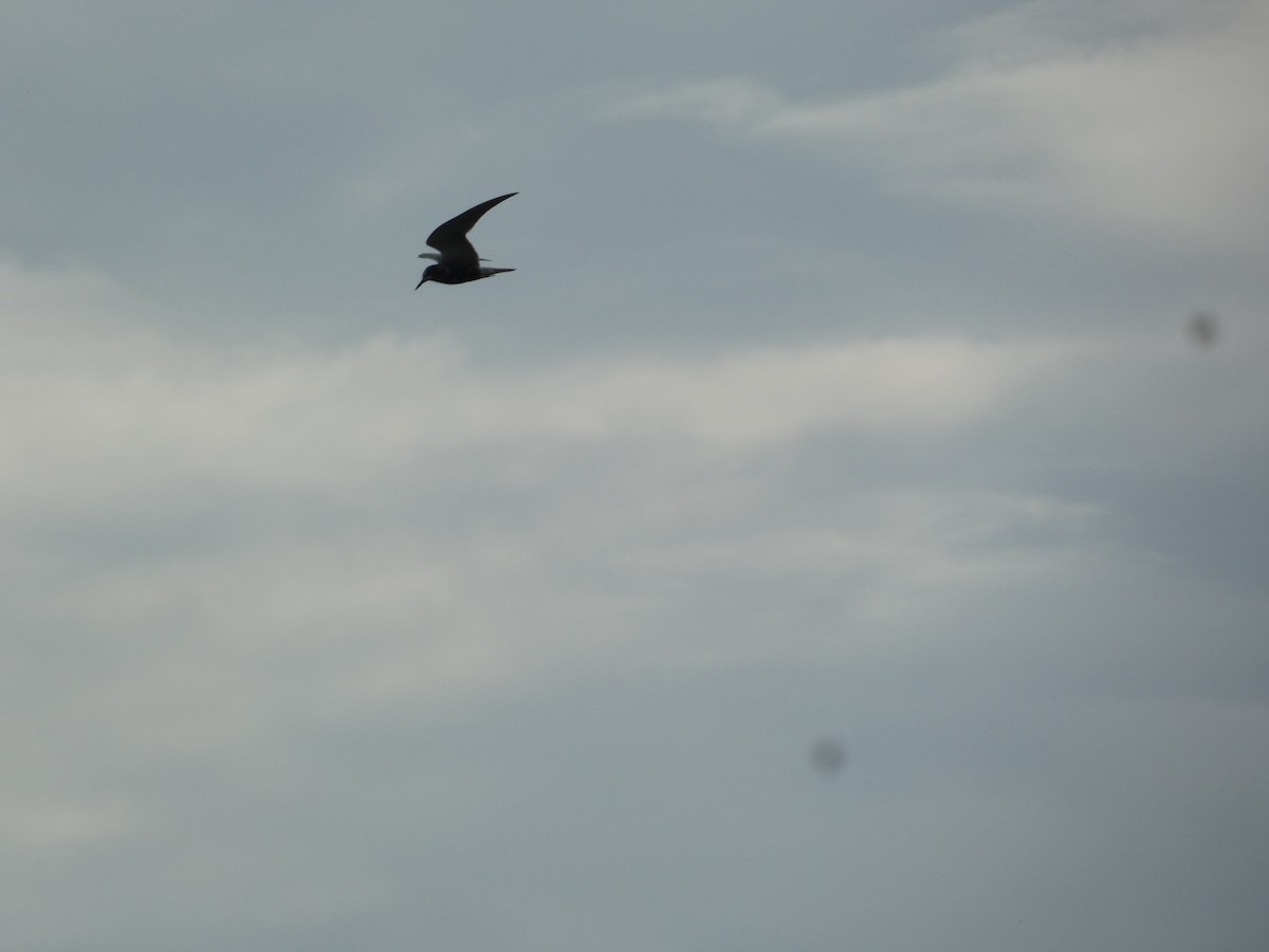 Black Tern - ML622561007