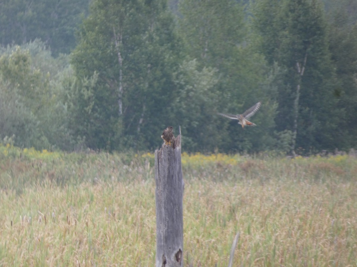 American Kestrel - ML622561020