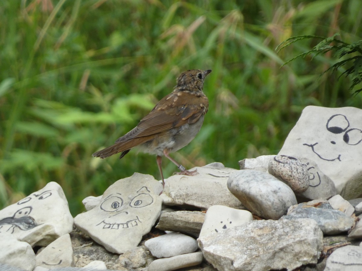 Hermit Thrush - ML622561038