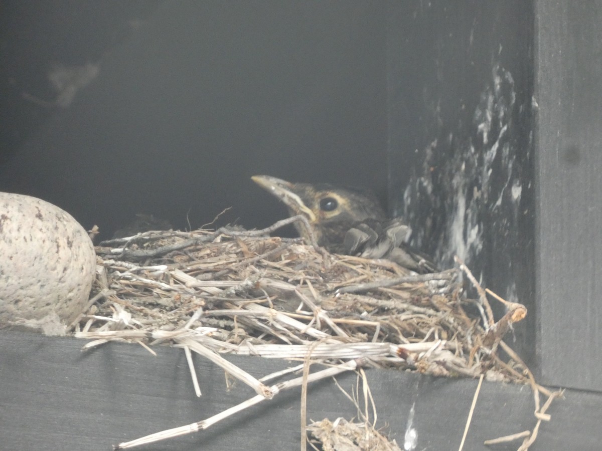 American Robin - ML622561047