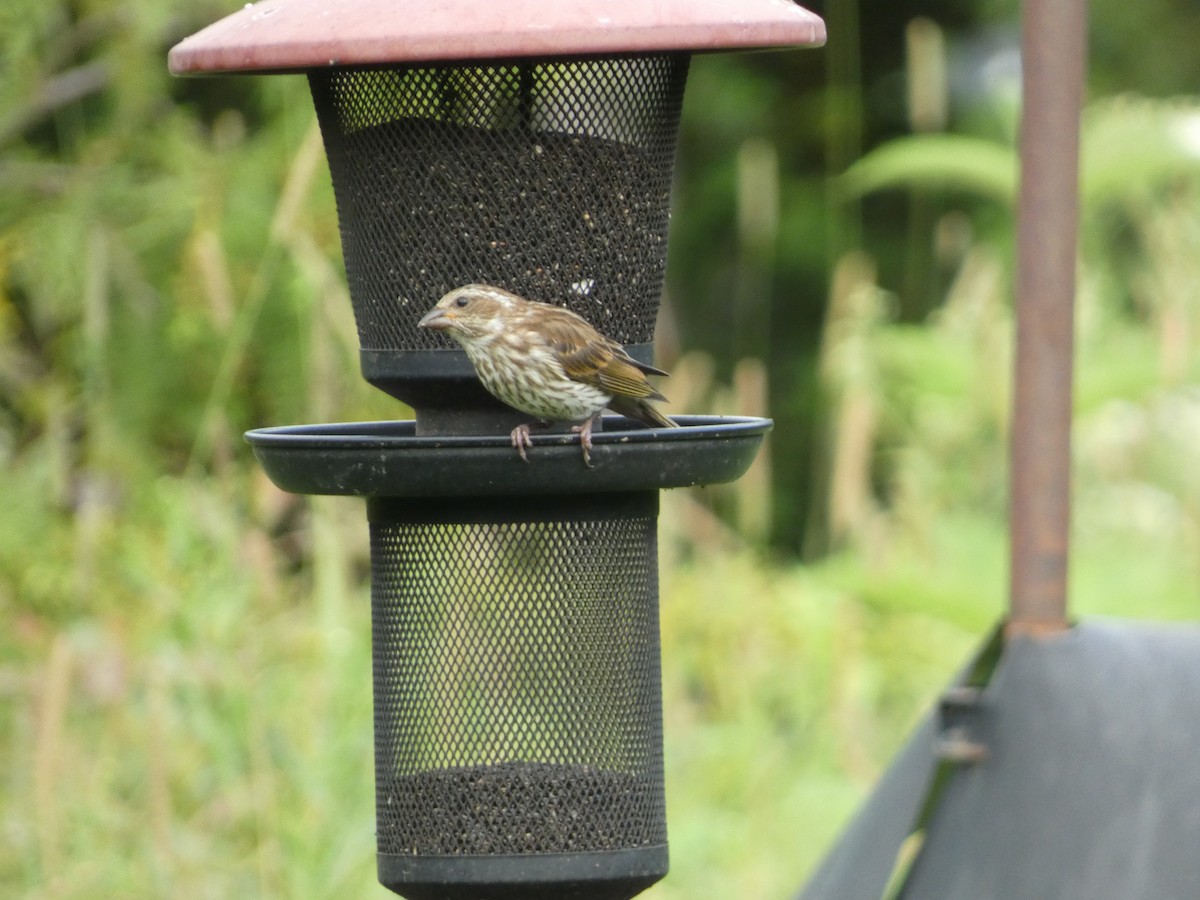 Purple Finch - ML622561054