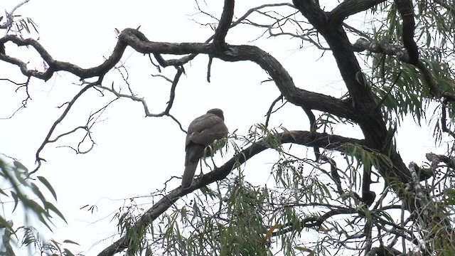Brown Goshawk - ML622561120