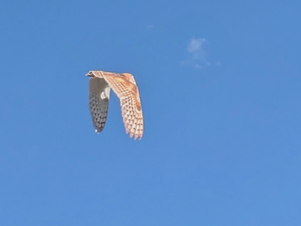 Barn Owl - ML622561212