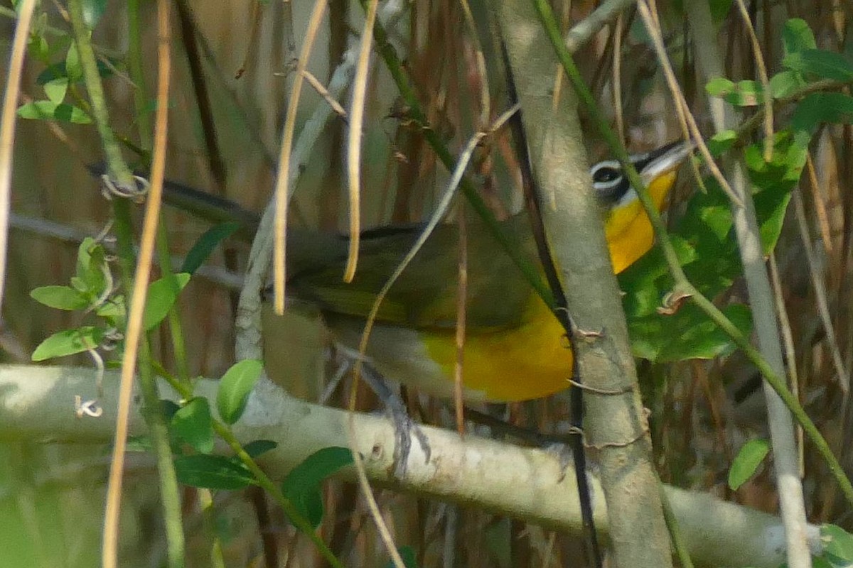 Yellow-breasted Chat - ML622561277