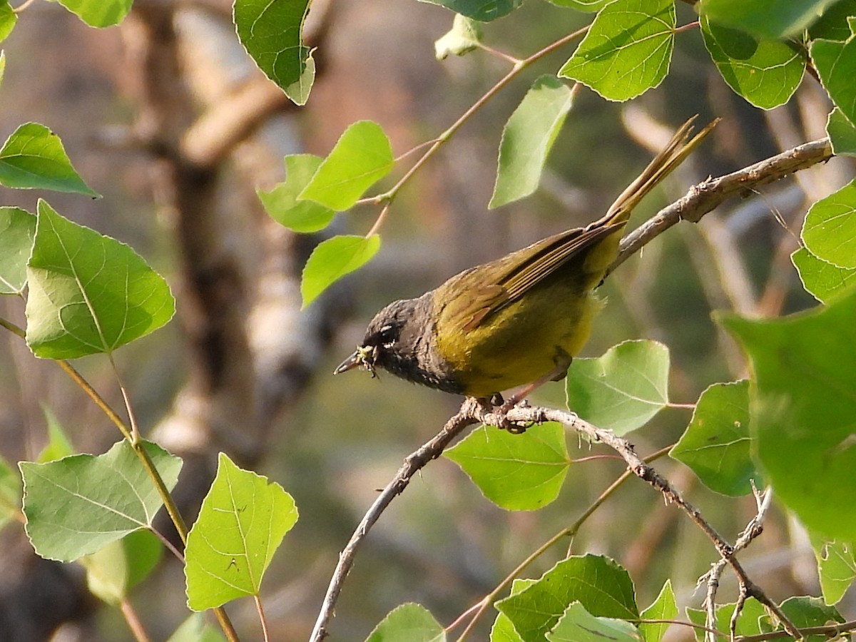 MacGillivray's Warbler - ML622561293