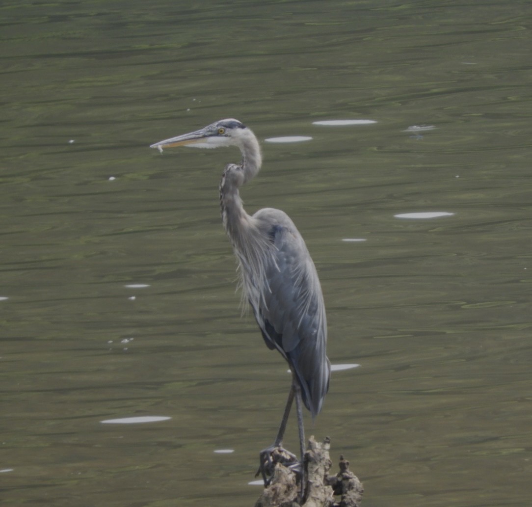 Great Blue Heron - ML622561297