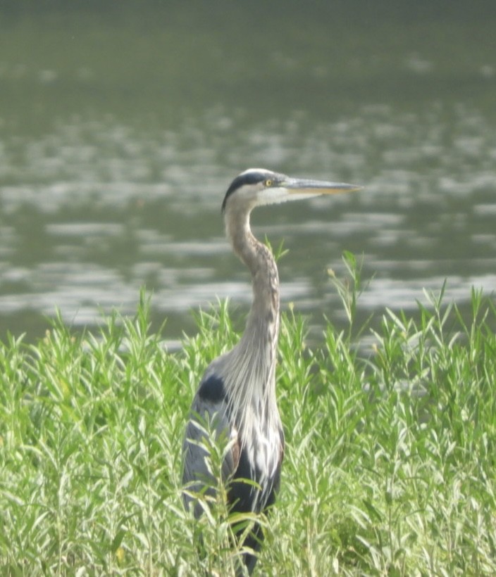 Great Blue Heron - ML622561298