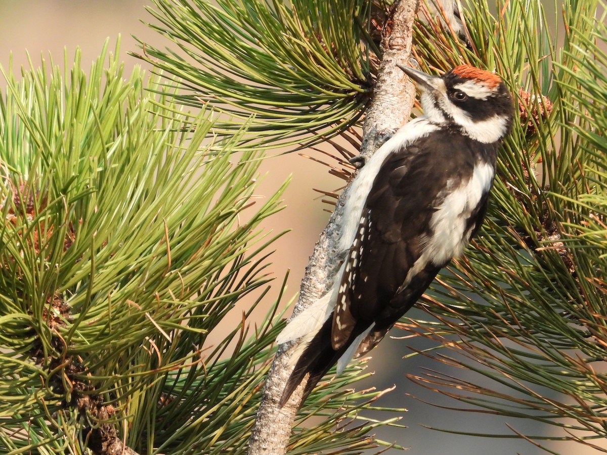 Hairy Woodpecker - ML622561303
