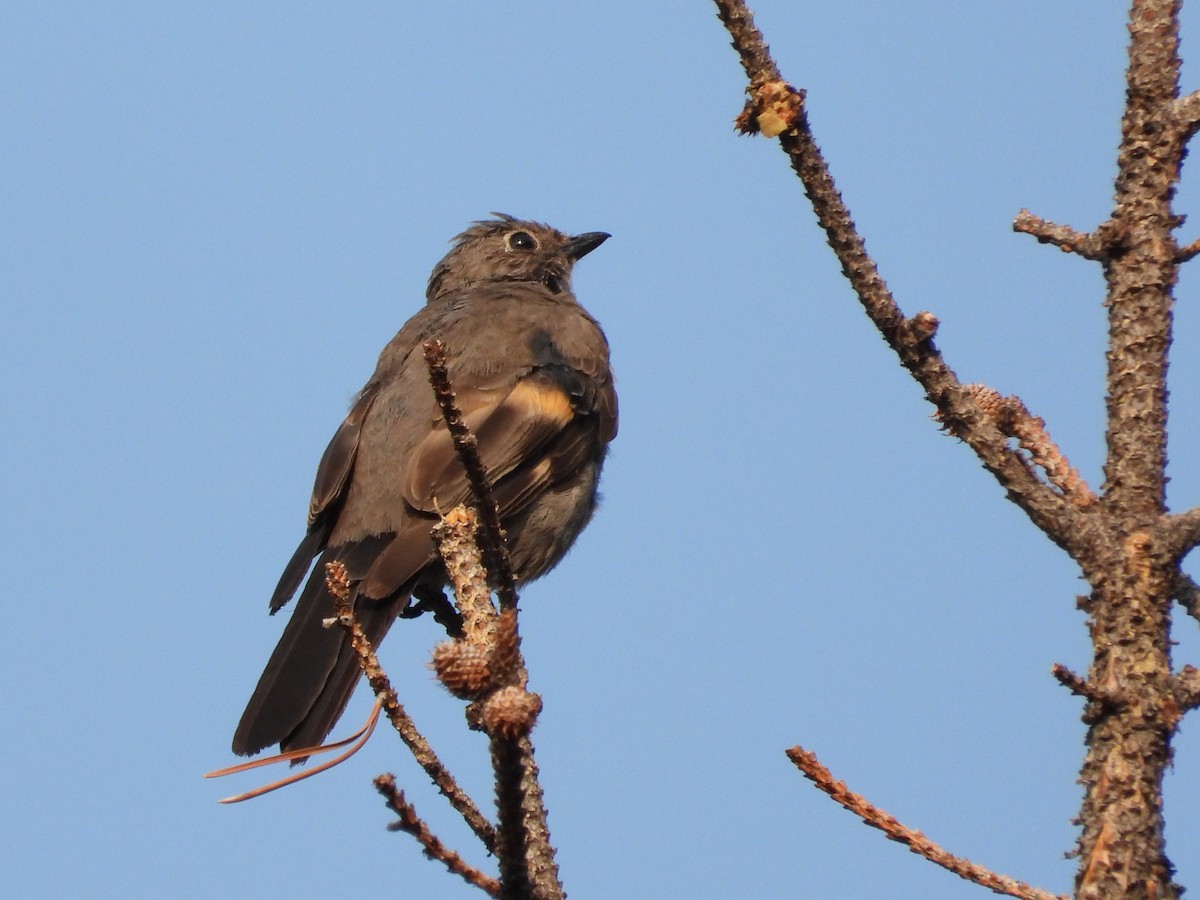 Townsend's Solitaire - ML622561307