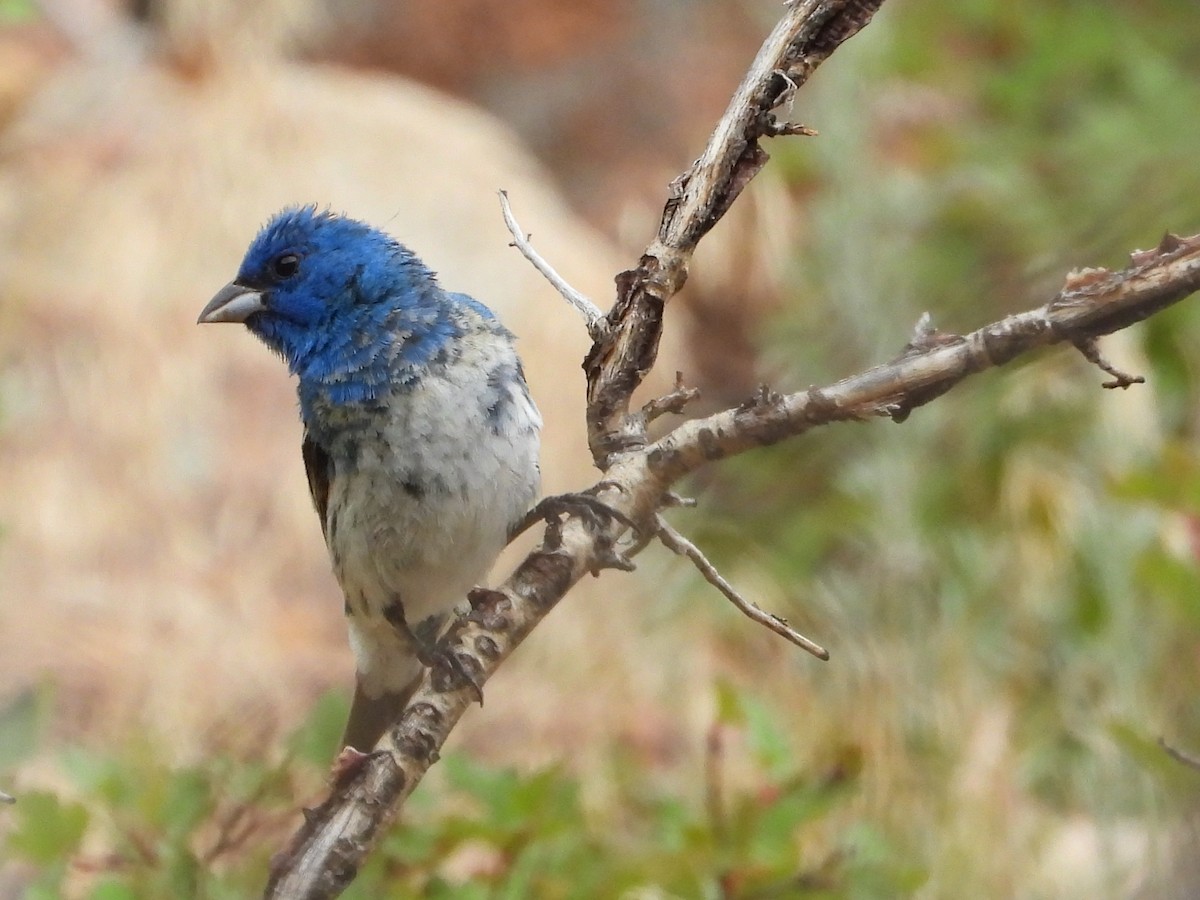 Lazuli x Indigo Bunting (hybrid) - ML622561320