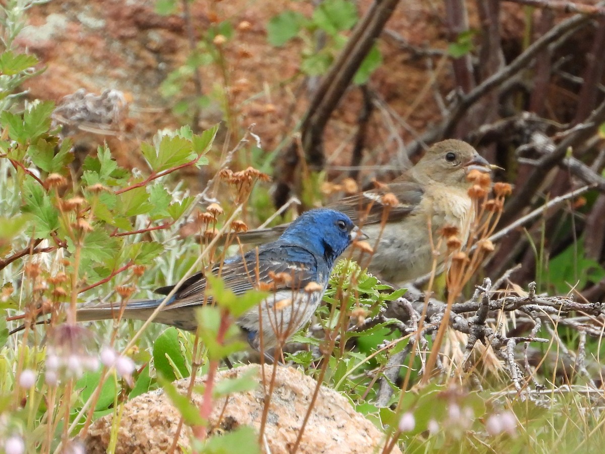 Lazuli x Indigo Bunting (hybrid) - ML622561321