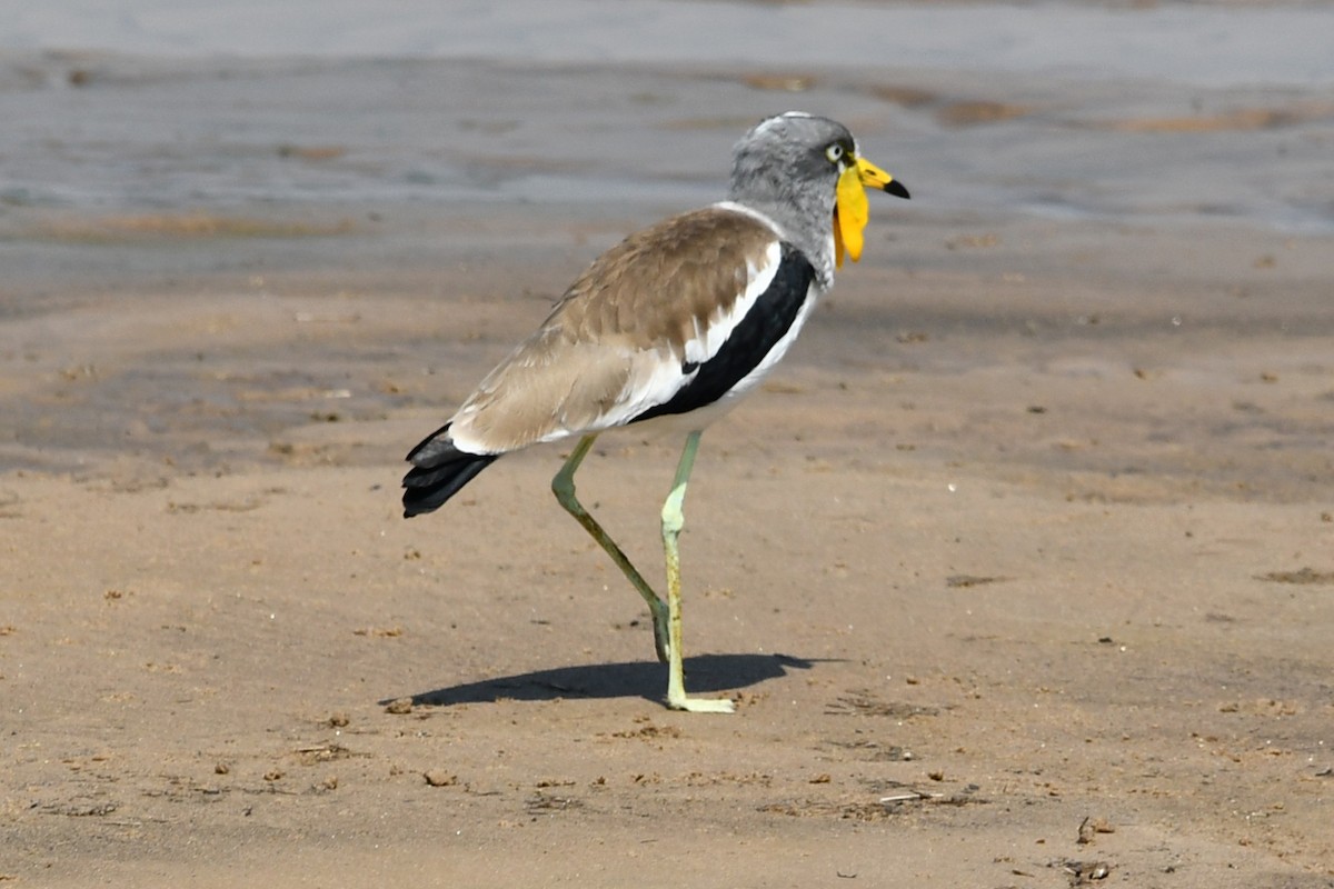 White-crowned Lapwing - ML622561495