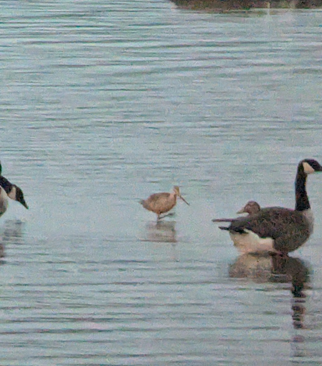 Marbled Godwit - ML622561533
