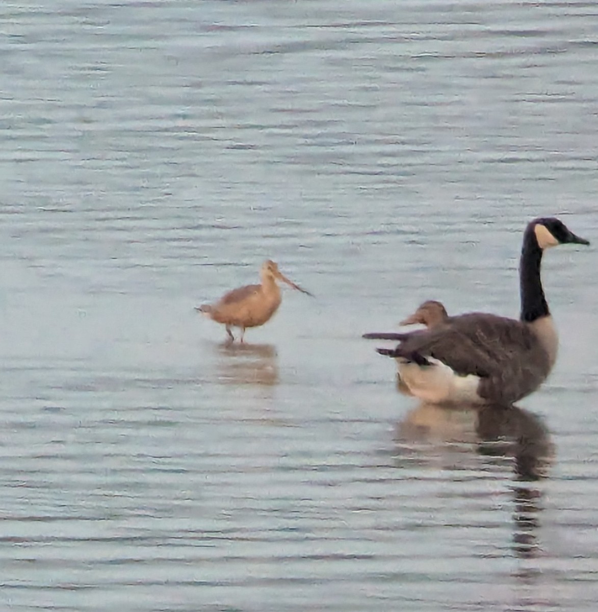 Marbled Godwit - ML622561534