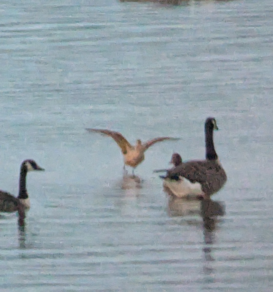 Marbled Godwit - ML622561535