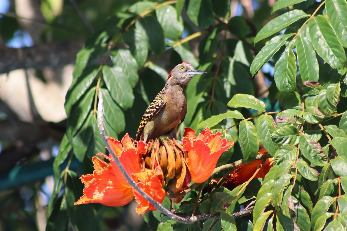 Hispaniolan Woodpecker - ML622561540