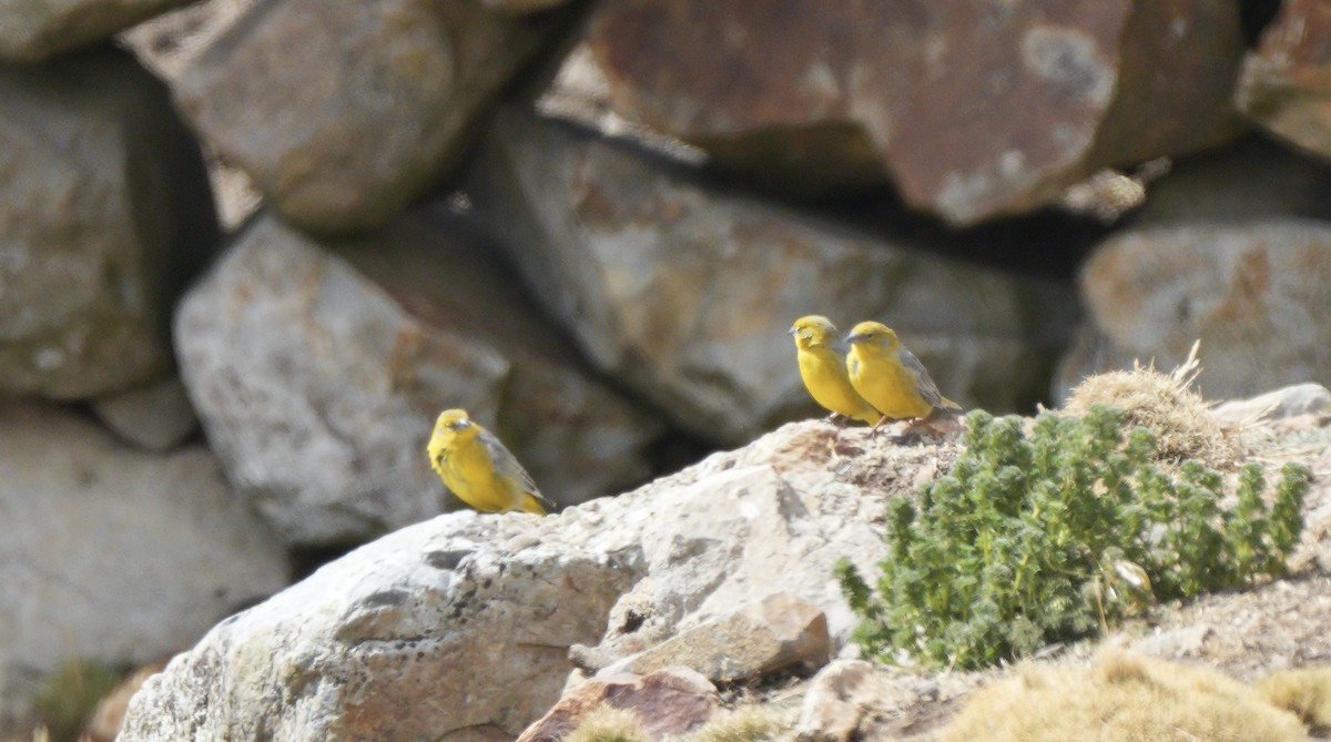 Bright-rumped Yellow-Finch - ML622561569