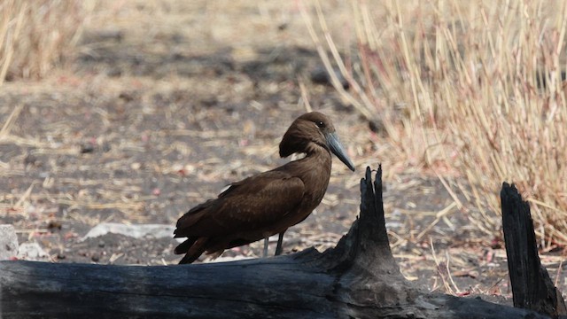 Hamerkop - ML622561576