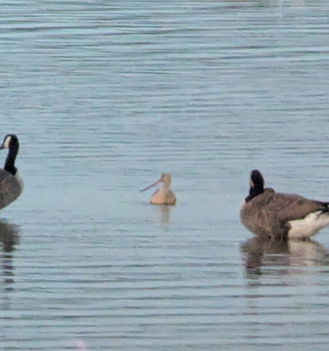 Marbled Godwit - ML622561579
