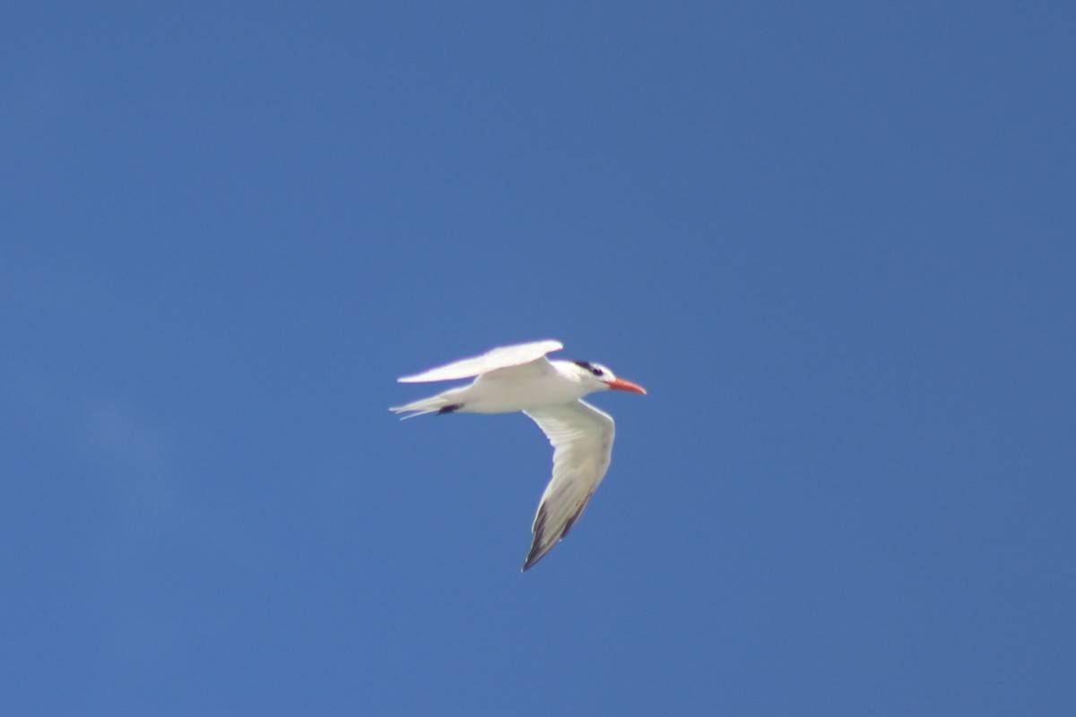 Royal Tern - ML622561604