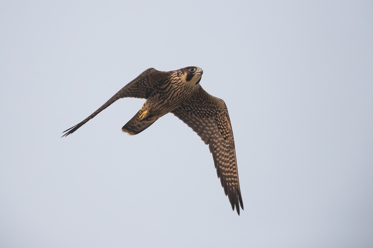 Peregrine Falcon - ML622561701