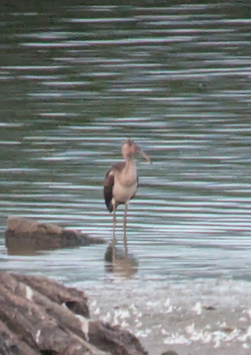 White Ibis - ML622561770