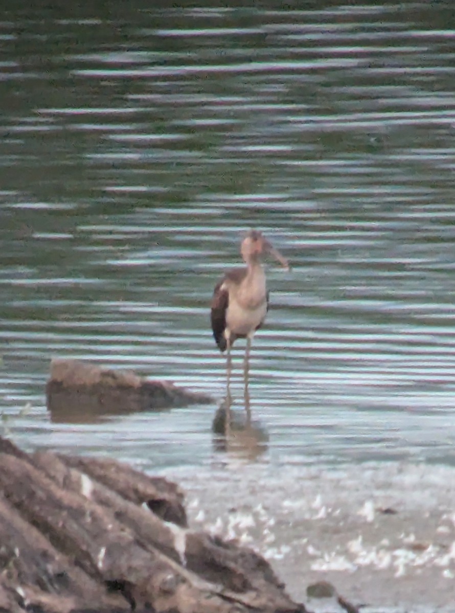 White Ibis - ML622561771