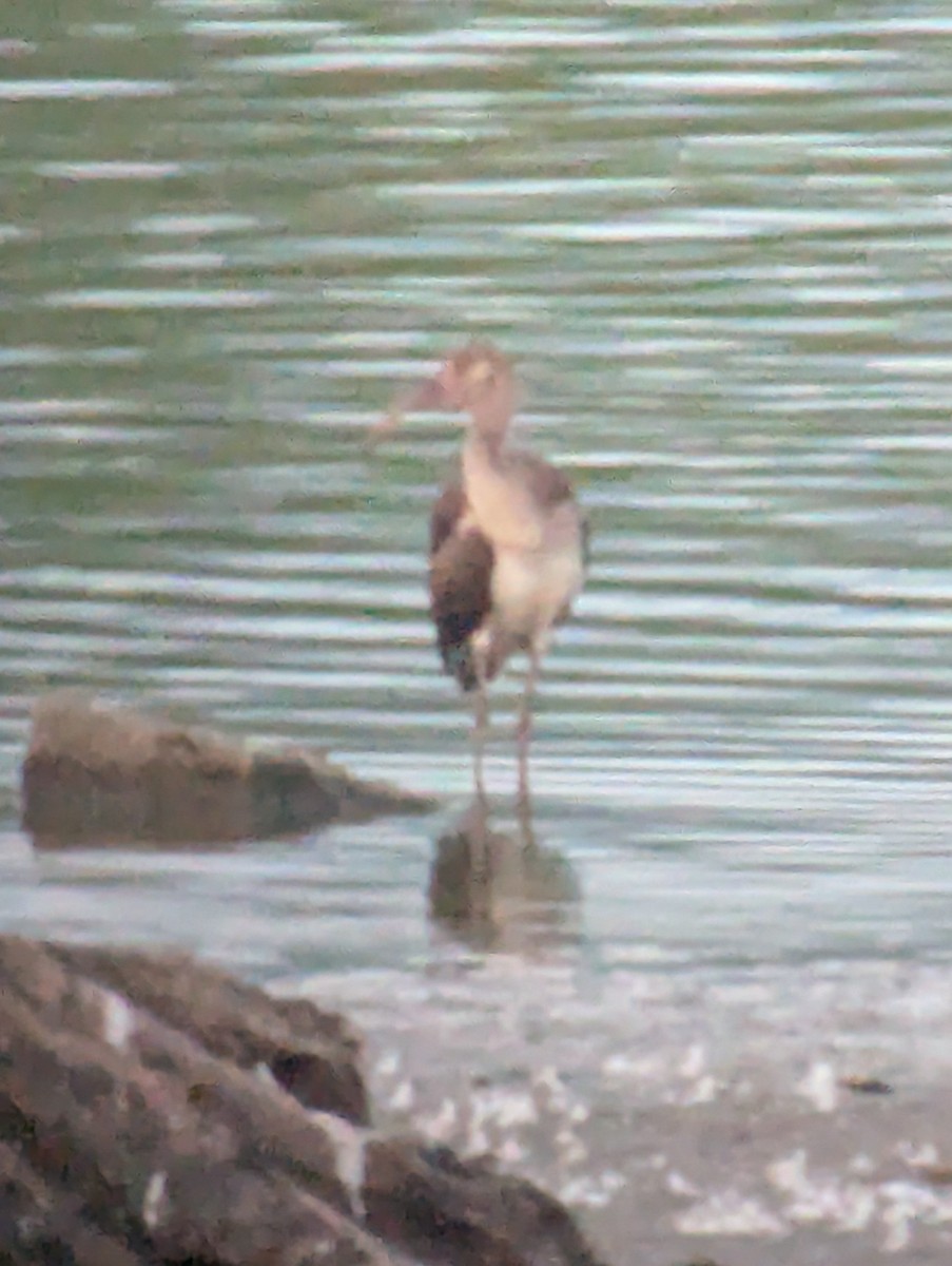 White Ibis - ML622561773