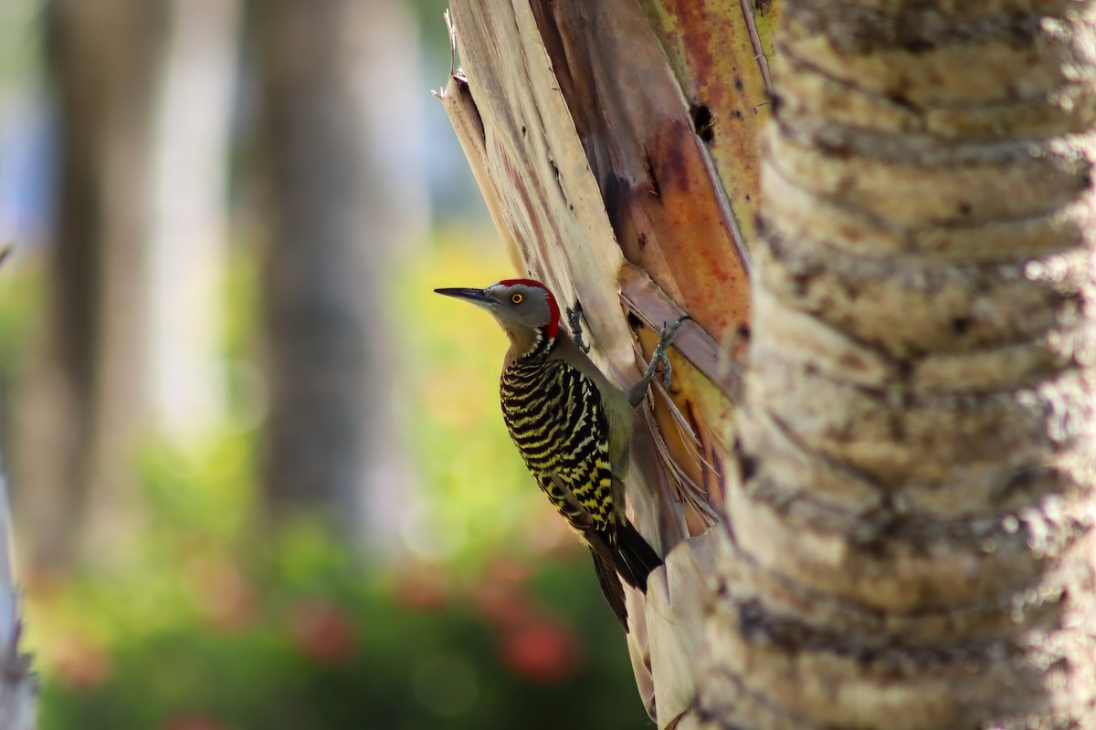 Hispaniolan Woodpecker - ML622561785