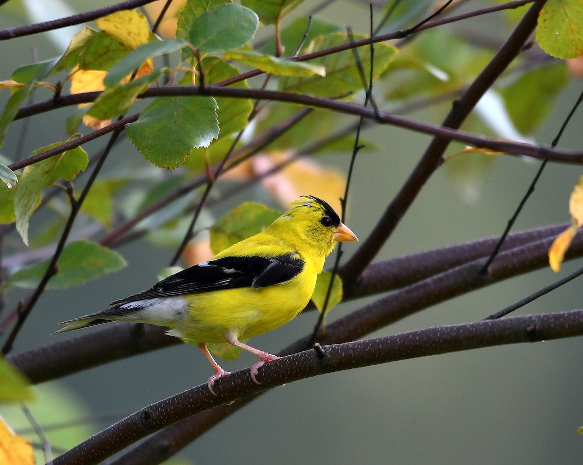 Chardonneret jaune - ML622561794